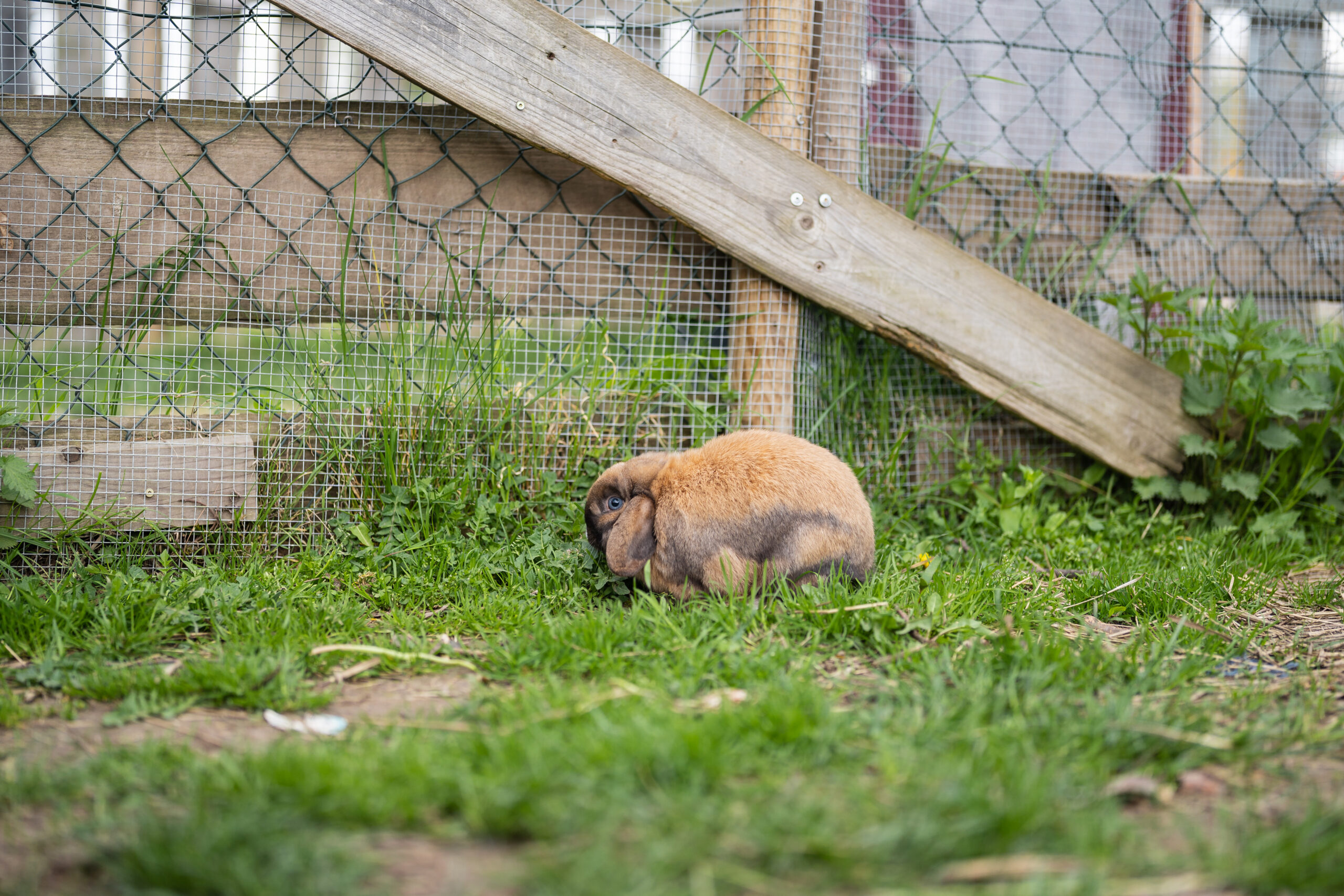 2023 nws handwerk tiere schulgarten 10